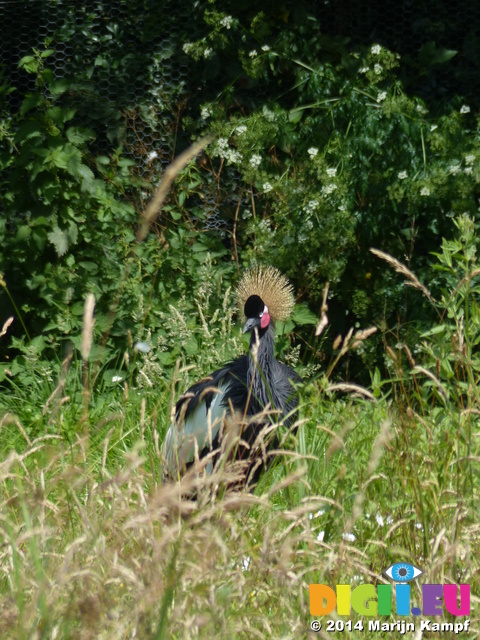 FZ006174 Black-crowned crane (Balearica pavonina)